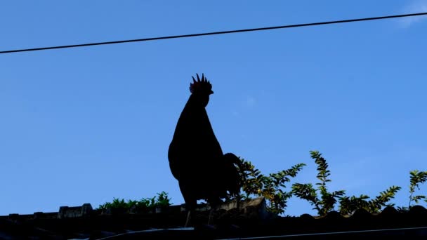 Animal Footage Short Video Silhouette Rooster Crowing Roof House Location — Stock Video