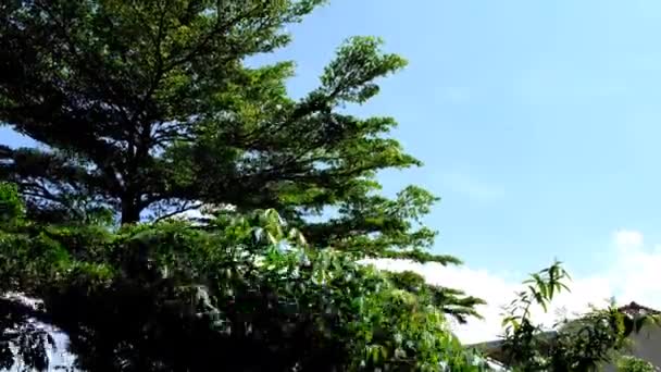 Doğa Görüntüsü Rüzgarda Esen Ağaçların Videosu Bandung Bölgesi Endonezya Cikancung — Stok video
