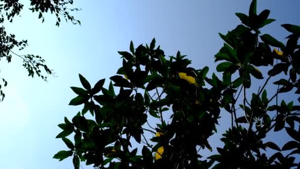 自然映像 木のシルエットの短いビデオは風に吹いて葉します 場所チカンクン バンドン地方の郊外 インドネシア — ストック動画