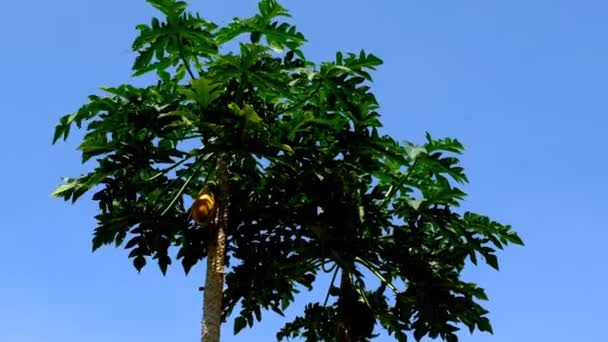 Rekaman Alam Video Pendek Pohon Pepaya Yang Ditiup Oleh Angin — Stok Video