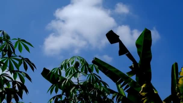Nature Footage Timelapse Video Clouds Cassava Banana Plantation Location Place — Stock Video
