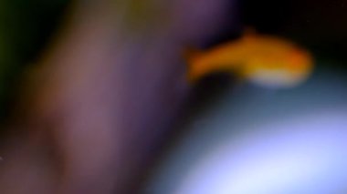 Macro Görüntüleri. Akvaryumda yüzen küçük balığın videosunu kapat. Bandung Bölgesi, Endonezya, Cikancung 'da bir yer