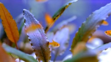 Macro Görüntüleri. Akvaryumda yüzen küçük balığın videosunu kapat. Bandung Bölgesi, Endonezya, Cikancung 'da bir yer