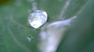 Doğa Görüntüsü. Taro yapraklarına sıkışmış su videosu. Bandung Bölgesi, Endonezya, Cikancung 'da bir yer