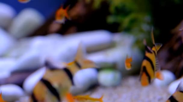 Макро Кадри Відео Маленьких Риб Які Плавають Акваріумі Місце Розташування — стокове відео
