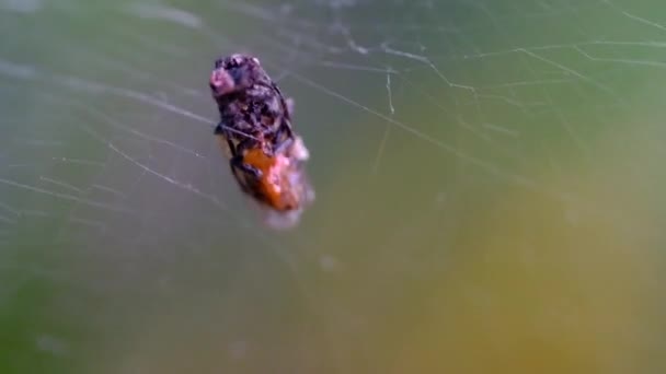 Macro Footage 거미의 거미줄에 파리를 영상입니다 인도네시아의 교외에 — 비디오