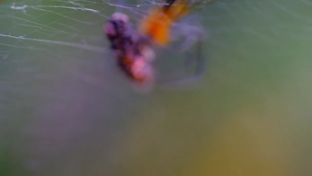 Μακρο Φιλμ Μακρο Βίντεο Μια Αράχνη Καταβροχθίζει Μια Μύγα Που — Αρχείο Βίντεο