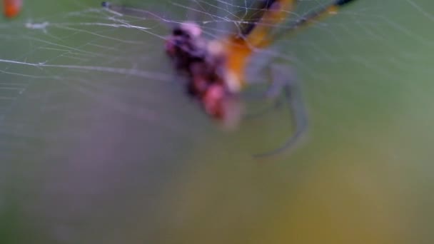 Macro Footage 거미가 거미줄에 파리를 치우는 있습니다 인도네시아의 교외에 — 비디오