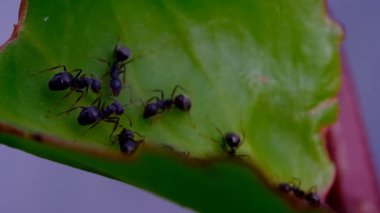 Doğa Görüntüsü. Siyah karıncalar olarak bilinen Lasius Nijer 'in Cikancung, Bandung Bölgesi - Endonezya