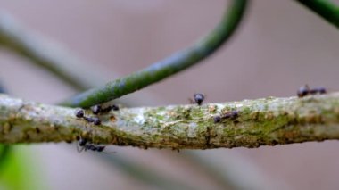Doğa Görüntüsü. Lasius Nijer 'in video makrosu, Çikancung, Bandung Bölgesi - Endonezya' da çalılıklarda koşan siyah karıncalar olarak bilinir.