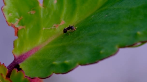 大自然的形象 印度尼西亚万隆地区西坎贡叶上被称为黑蚂蚁的Lasius Niger的视频宏 — 图库视频影像