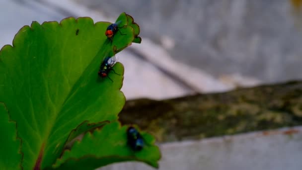 Πλάνα Φύσης Μακρο Βίντεο Μιας Μύγας Calliphora Vomitoria Που Σκαρφαλώνει — Αρχείο Βίντεο