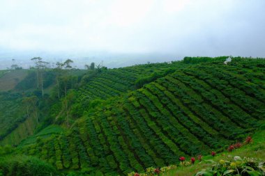 Doğa Fotoğrafçılığı. Puslu çay tepesi vadisinin manzarası. Pangalengan gökyüzü parkındaki yer, Bandung Bölgesi - Endonezya