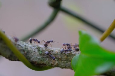 Makro Fotoğrafçılık. Bir karınca kolonisinin çitin etrafındaki bitkilerin saplarından geçişini yakından çek. Bandung Bölgesi, Endonezya, Cikancung 'da bir yer
