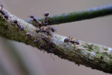 Makro Fotoğrafçılık. Bir karınca kolonisinin çitin etrafındaki bitkilerin saplarından geçişini yakından çek. Bandung Bölgesi, Endonezya, Cikancung 'da bir yer