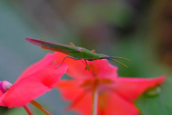 Animal Photography Macro Photo Acrida Cinerea Grasshopper Better Known Oriental — Stock Photo, Image