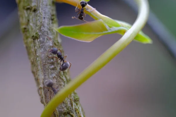 Fotografia Macro Close Tiro Uma Colônia Formigas Atravessando Talos Das — Fotografia de Stock
