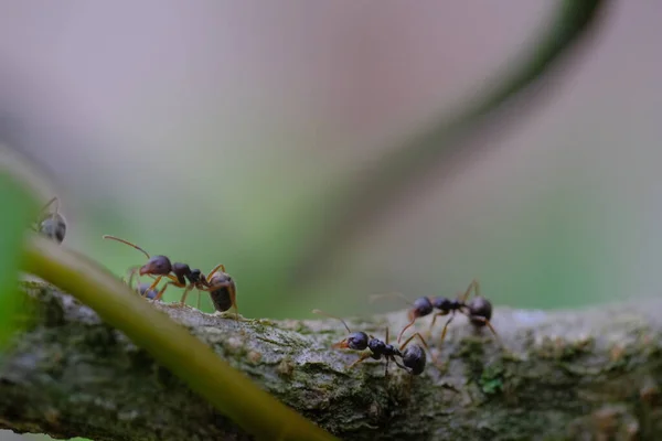 stock image Macro Photography. Close up shot of an ant colony traversing the stalks of the plants circling the fence. Location place in Cikancung, on the outskirts of Bandung Region - Indonesia