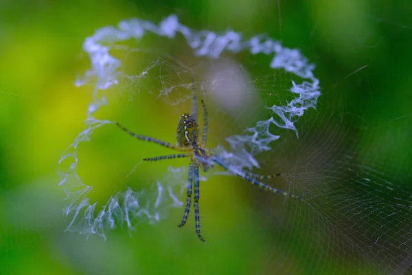 Hayvan Fotoğrafçılığı Argiope Aurantia Örümceğinin Örümcek Ağı Yapan Makro Fotoğrafı — Stok fotoğraf
