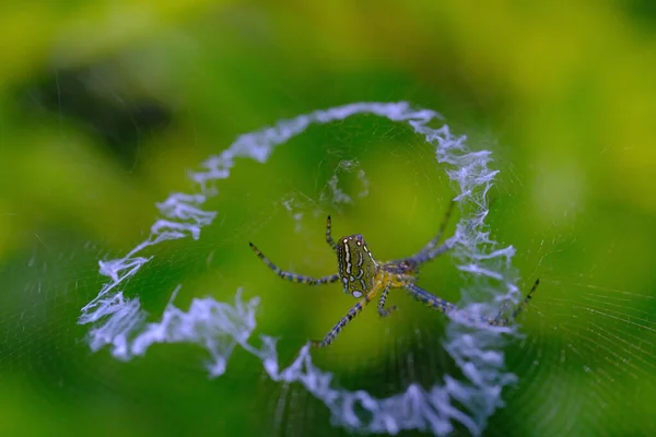 Tierfotografie Makroaufnahme Der Spinne Argiope Aurantia Die Spinnennetze Bildet Standort — Stockfoto