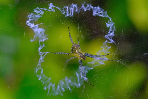 Фотографія Тварин Macro Photo Argiope Aurantia Spider Створює Павутиння Місце — стокове фото