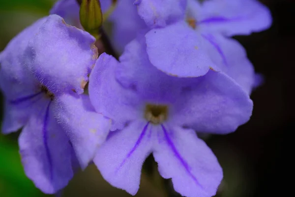 Fotografía Naturaleza Macro Foto Una Flor Acalypha Siamensis Azul Púrpura —  Fotos de Stock