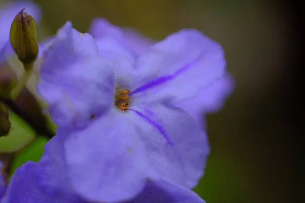 Naturfotografie Makrofoto Einer Lila Blauen Acalypha Siamensis Blüte Standort Cikancung — Stockfoto