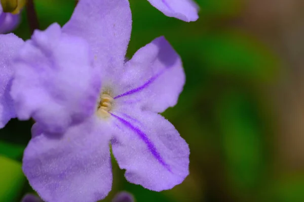 Fotografia Natureza Macro Foto Uma Flor Acalypha Siamensis Roxo Azul — Fotografia de Stock