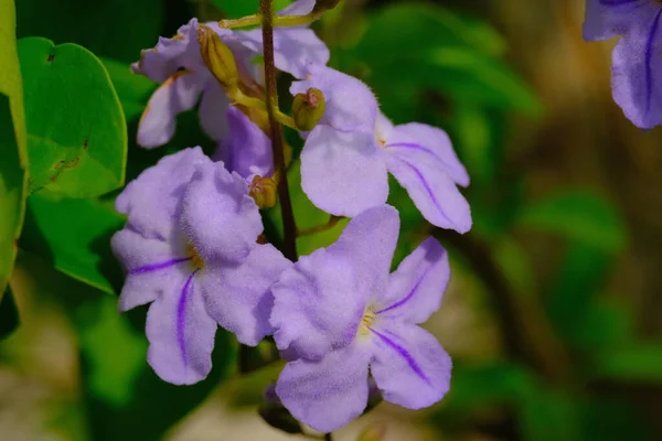 Fotografía Naturaleza Macro Foto Una Flor Acalypha Siamensis Azul Púrpura — Foto de Stock