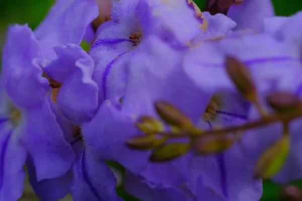 Fotografía Naturaleza Macro Foto Una Flor Acalypha Siamensis Azul Púrpura — Foto de Stock