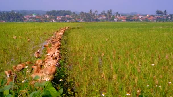 动物的形象 印度尼西亚万隆市市郊Cikancung地区稻田中央的鸭排成一排和晒日光浴的时间视频 — 图库视频影像