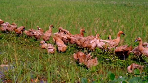 Tiervideos Aufnahmen Von Enten Die Inmitten Eines Reisfeldes Der Gegend — Stockvideo