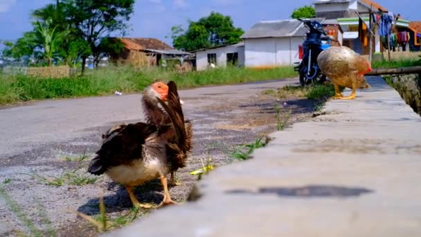 Filmación Animal Video Patos Agitando Sus Cuerpos Lado Carretera Para — Vídeos de Stock