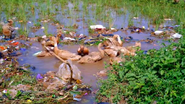 Animal Footage Video Group Ducks Bathing Middle Rice Field Cikancung — Stock Video