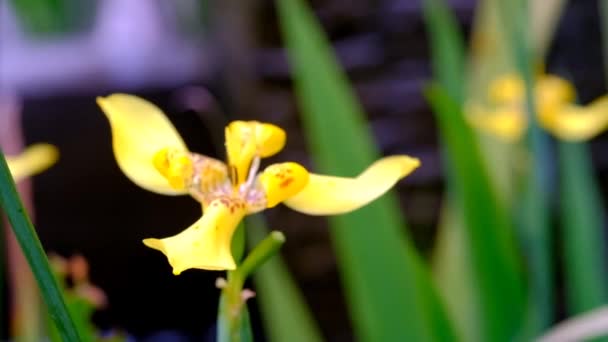 Nature Footage Vidéo Fleurs Trimezia Soufflées Par Vent Dans Jardin — Video