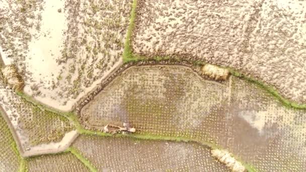Grabación Aérea Drone Disparo Los Agricultores Arando Campos Arroz Mañana — Vídeos de Stock