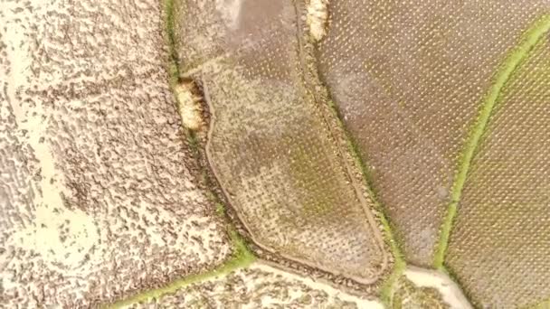 Grabación Aérea Drone Disparo Los Agricultores Arando Campos Arroz Mañana — Vídeos de Stock