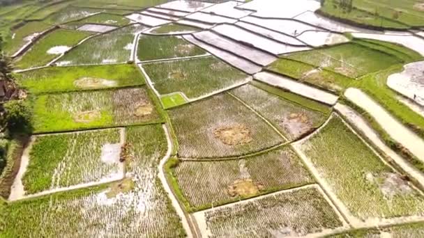 Luftaufnahmen Luftaufnahme Von Farmfeldern Nach Der Erntezeit Bandung Indonesien — Stockvideo