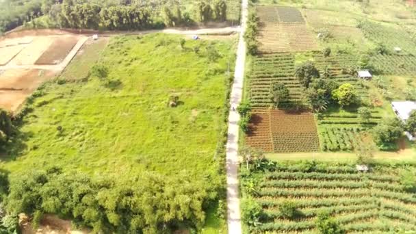 Luftaufnahmen Luftaufnahme Eines Großen Grundstücks Und Plantagen Den Hängen Eines — Stockvideo
