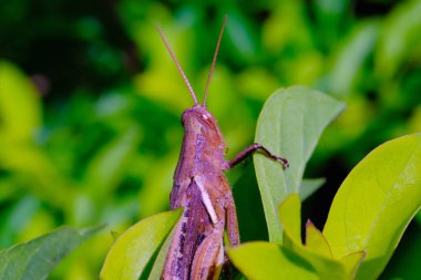 Makro Fotoğrafçılık. Bandung City, Endonezya 'daki yeşil yaprakların arkasındaki kahverengi çekirgenin yakın plan çekimi.