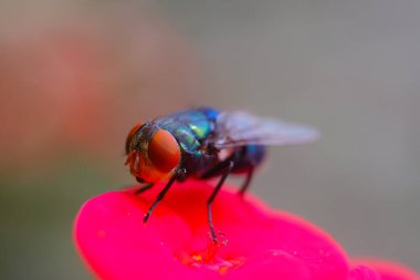 Makro Fotoğrafçılık. Calliphora kusmuğunun yakın plan fotoğrafı ya da Endonezya 'nın Bandung şehrindeki bir parkta kırmızı çiçekte dinlenen turuncu sakallı mavi şişe sineği.