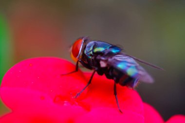 Makro Fotoğrafçılık. Calliphora kusmuğunun yakın plan fotoğrafı ya da Endonezya 'nın Bandung şehrindeki bir parkta kırmızı çiçekte dinlenen turuncu sakallı mavi şişe sineği.