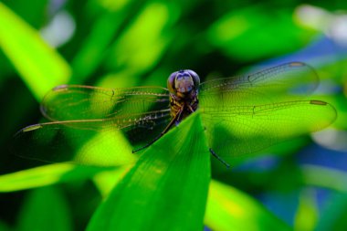 Makro Fotoğrafçılık. Bandung, Endonezya 'da bir pandan yaprağının arkasına saklanan bir yusufçuğun yakın plan fotoğrafı.