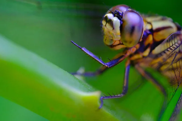 stock image Macro Photography. Closeup photo of a dragonfly's head eating the tip of a leaf in a park in Bandung city - Indonesia