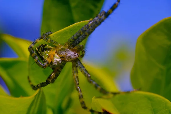 Makrofotografie Nahaufnahme Von Salticidae Spinnen Oder Besser Bekannt Als Springende — Stockfoto