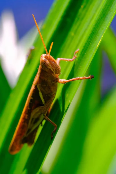 宏观摄影 印尼万隆市一个公园里 一只褐色蚱蜢在绿叶后面拍的特写镜头 — 图库照片