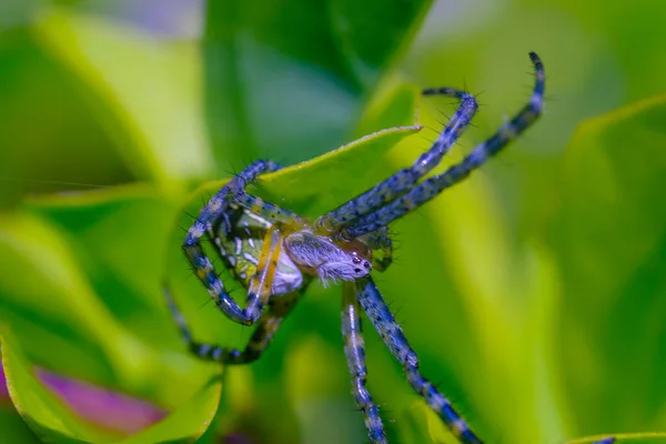 Makro Fotoğrafçılık Salticidae Örümceklerinin Yakın Plan Fotoğrafı Veya Endonezya Nın — Stok fotoğraf