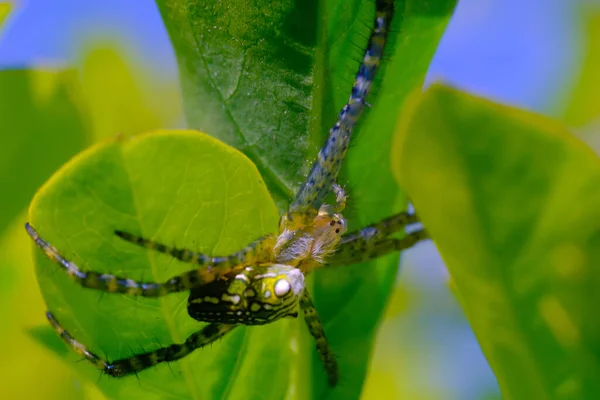 Makrofotografie Nahaufnahme Von Salticidae Spinnen Oder Besser Bekannt Als Springende — Stockfoto