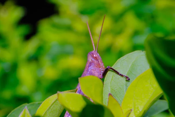 宏观摄影 印尼万隆市一个公园里 一只褐色蚱蜢在绿叶后面拍的特写镜头 — 图库照片