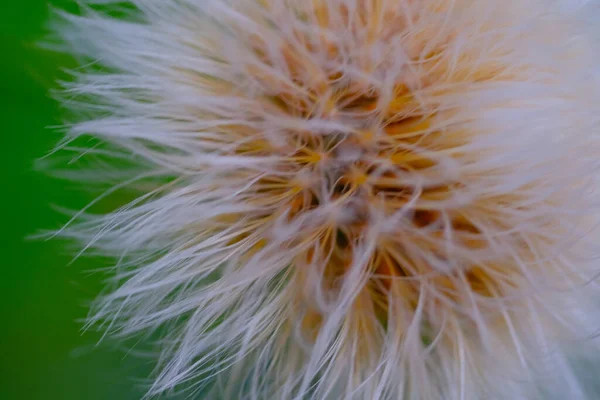 Μακρο Φωτογραφία Textured Closeup Φωτογραφία Της Πικραλίδας Λουλούδι Pistil Έναν — Φωτογραφία Αρχείου